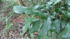Alpinia intermedia