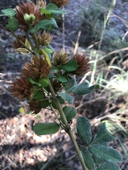 Lespedeza hirta
