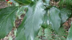 Alpinia intermedia