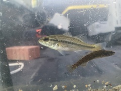 Micropterus punctulatus
