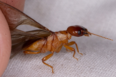 Zootermopsis nevadensis