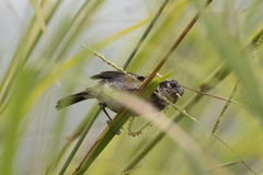 Sporophila morelleti