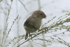Sporophila morelleti