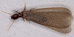 Zootermopsis nevadensis