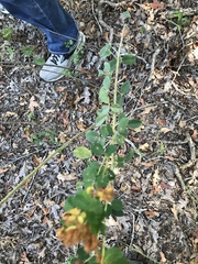 Lespedeza hirta