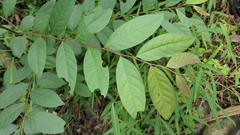Glochidion acuminatum