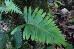 Polypodioideae
