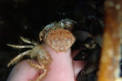 Glebocarcinus oregonensis