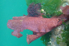 Chondracanthus exasperatus