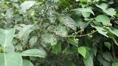 Turpinia formosana