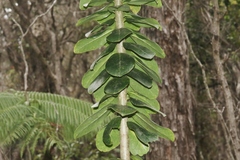 Ilex anomala