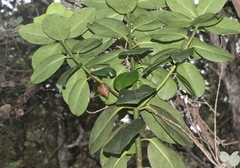 Ilex anomala