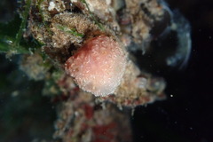 Distaplia occidentalis