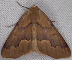 Sabulodes spoliata