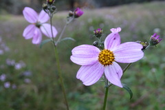 Bidens clavata