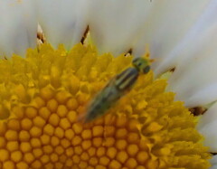 Meromyza