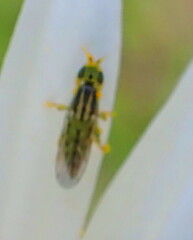 Meromyza