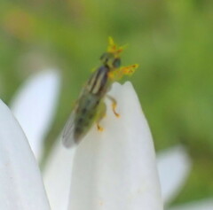 Meromyza