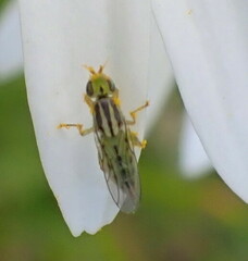 Meromyza
