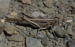 Schistocerca cancellata