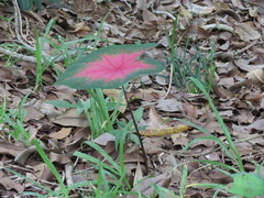 Caladium bicolor