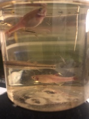 Tanichthys albonubes