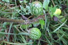 Solanum myriacanthum