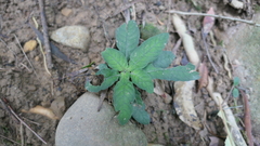 Staurogyne concinnula
