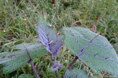 Solanum myriacanthum