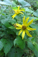 Smallanthus maculatus