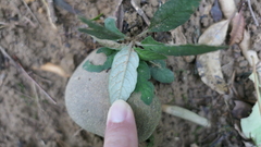 Staurogyne concinnula