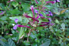 Cuphea calaminthifolia