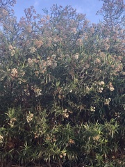 Baccharis salicifolia