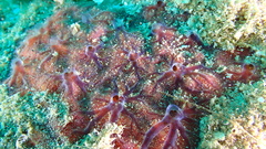 Clathria opalina