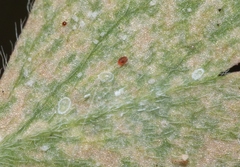 Aleyrodes shizuokensis