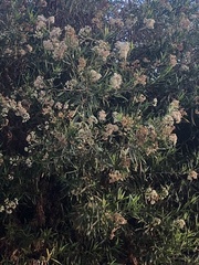 Baccharis salicifolia