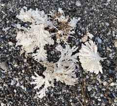 Calliarthron tuberculosum