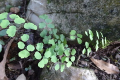 Adiantum poiretii