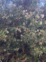 Baccharis salicifolia