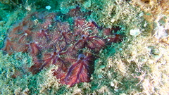 Clathria opalina