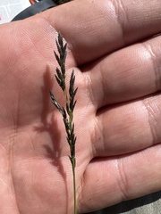 Eragrostis