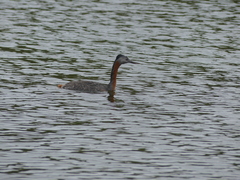 Podiceps major