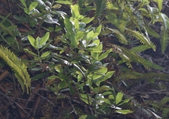 Vaccinium calycinum