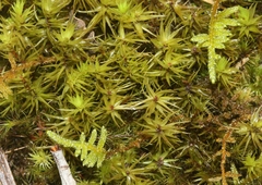 Dicranum speirophyllum