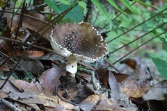 Pantherinae