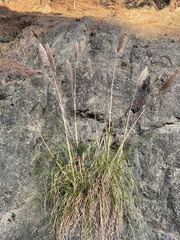 Cortaderia jubata