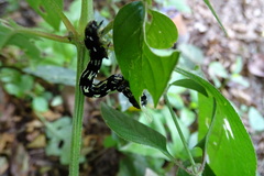 Acronyctodes mexicanaria