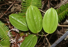 Smilax melastomifolia