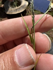 Eragrostis