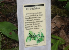 Smilax melastomifolia